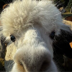 Meet your Posher, Tracy